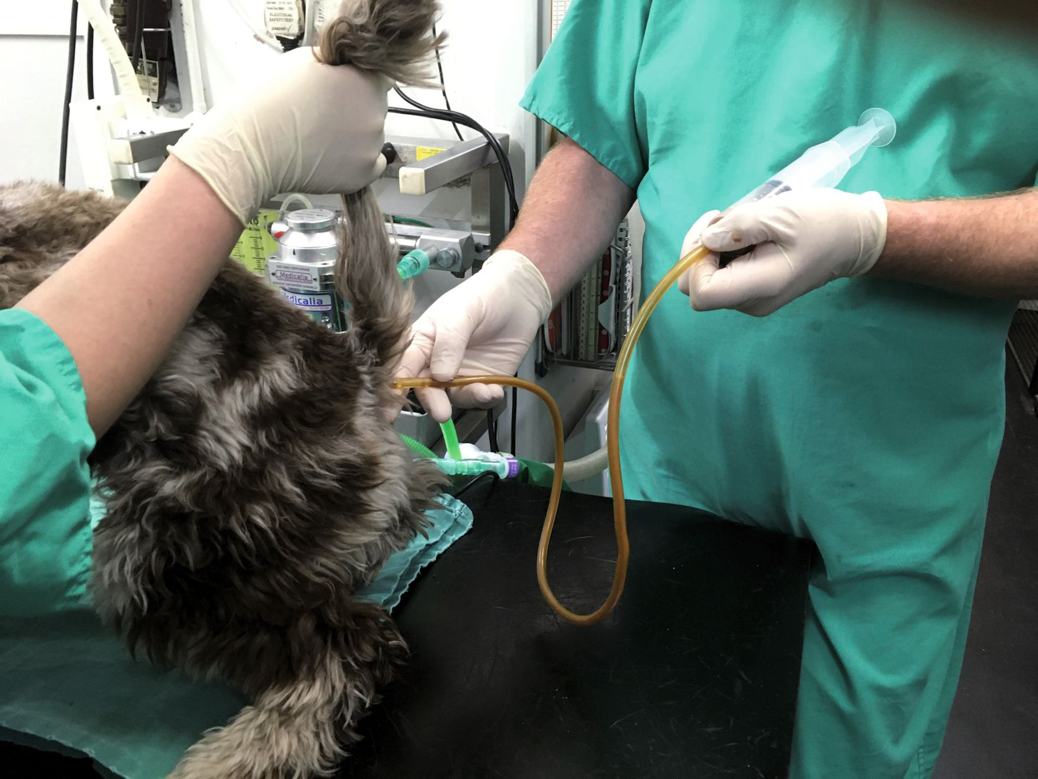 The FMT is achieved by administering the blended fecal material to the recipient dog as an enema, using a catheter and syringe