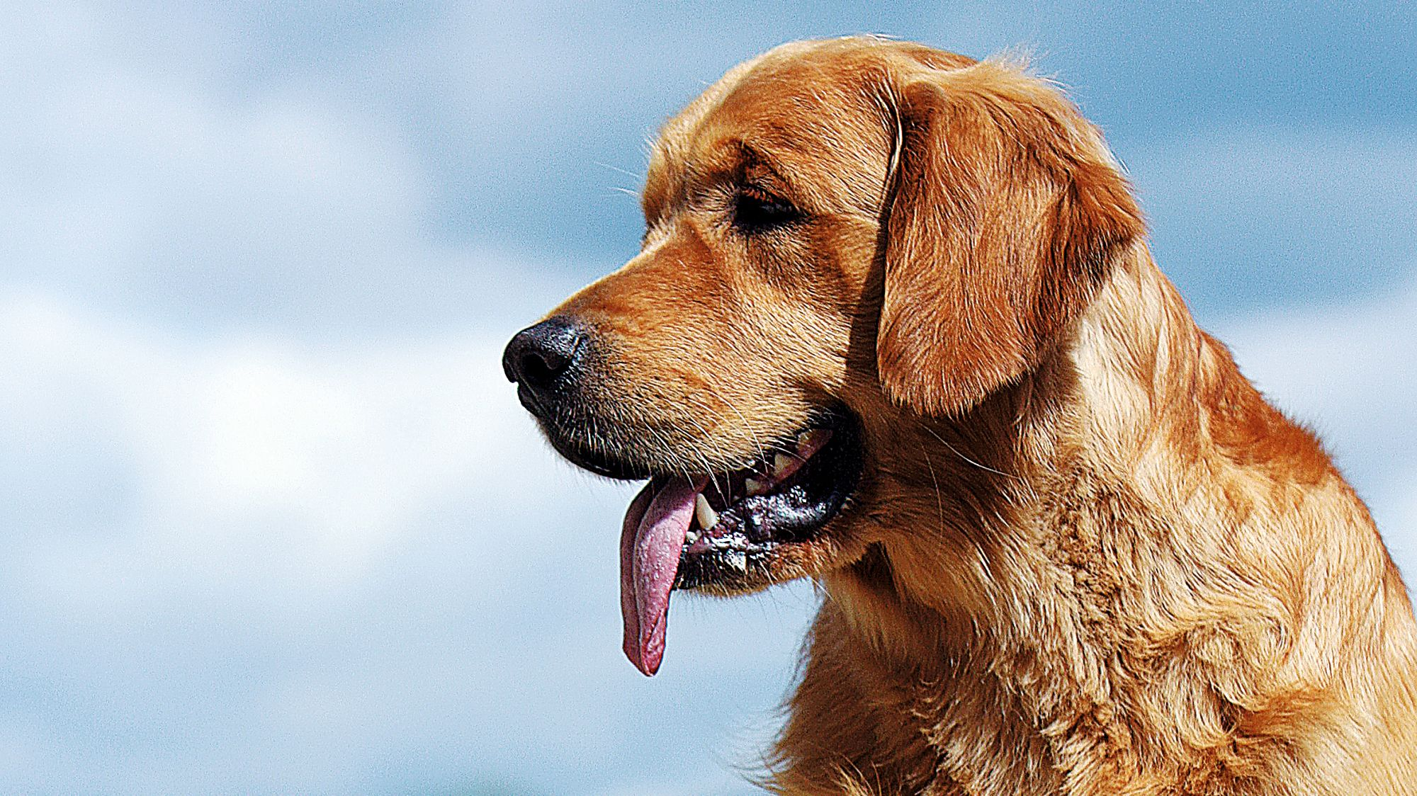 Golden Retriever with puppy sitting on rocky outcrop