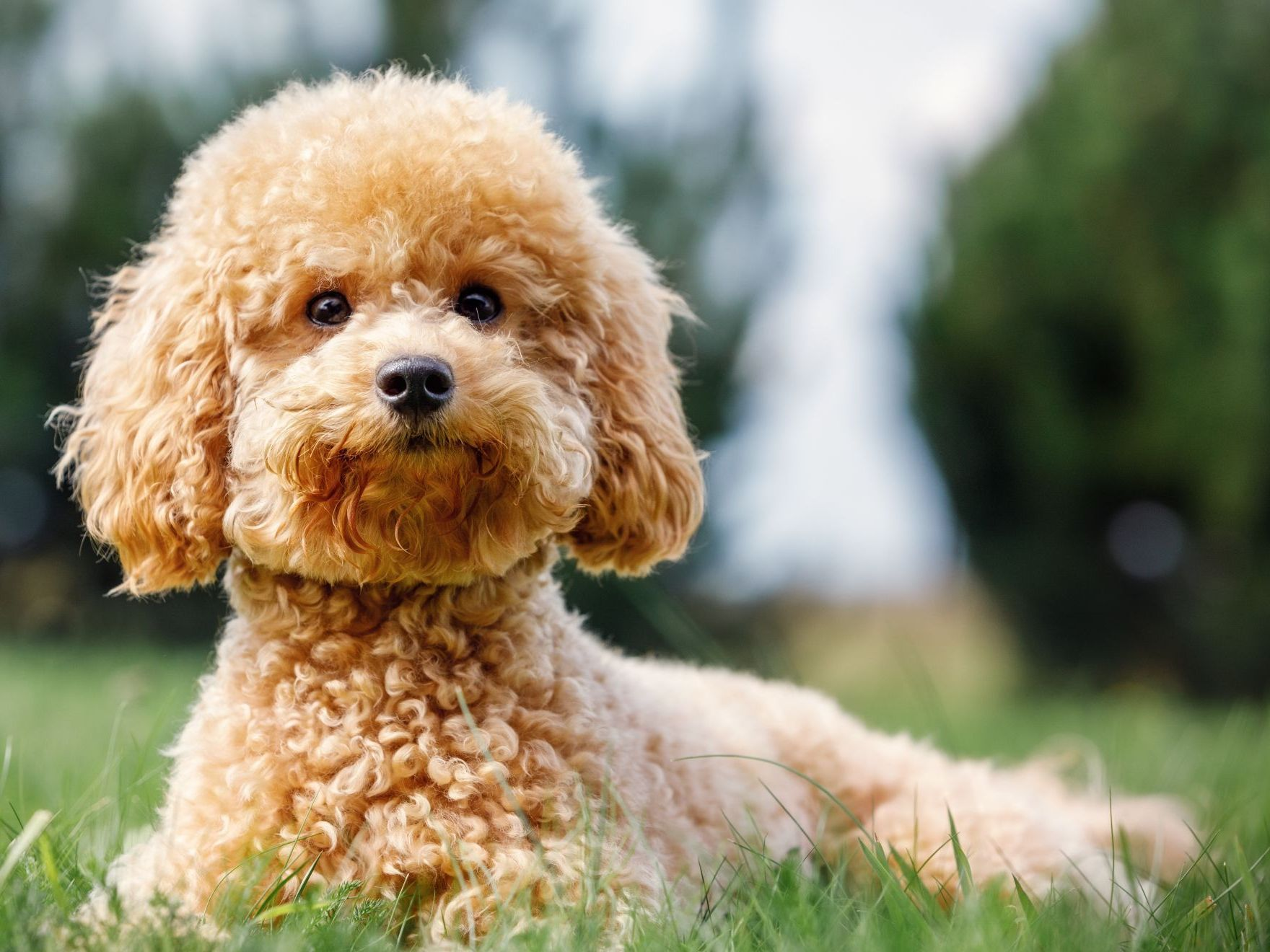 poodle-on-grass-dog-nature-breed