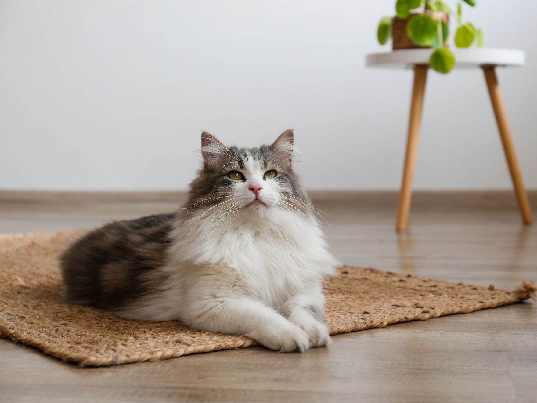 Chat sibérien duveteux assis sur un tapis en osier