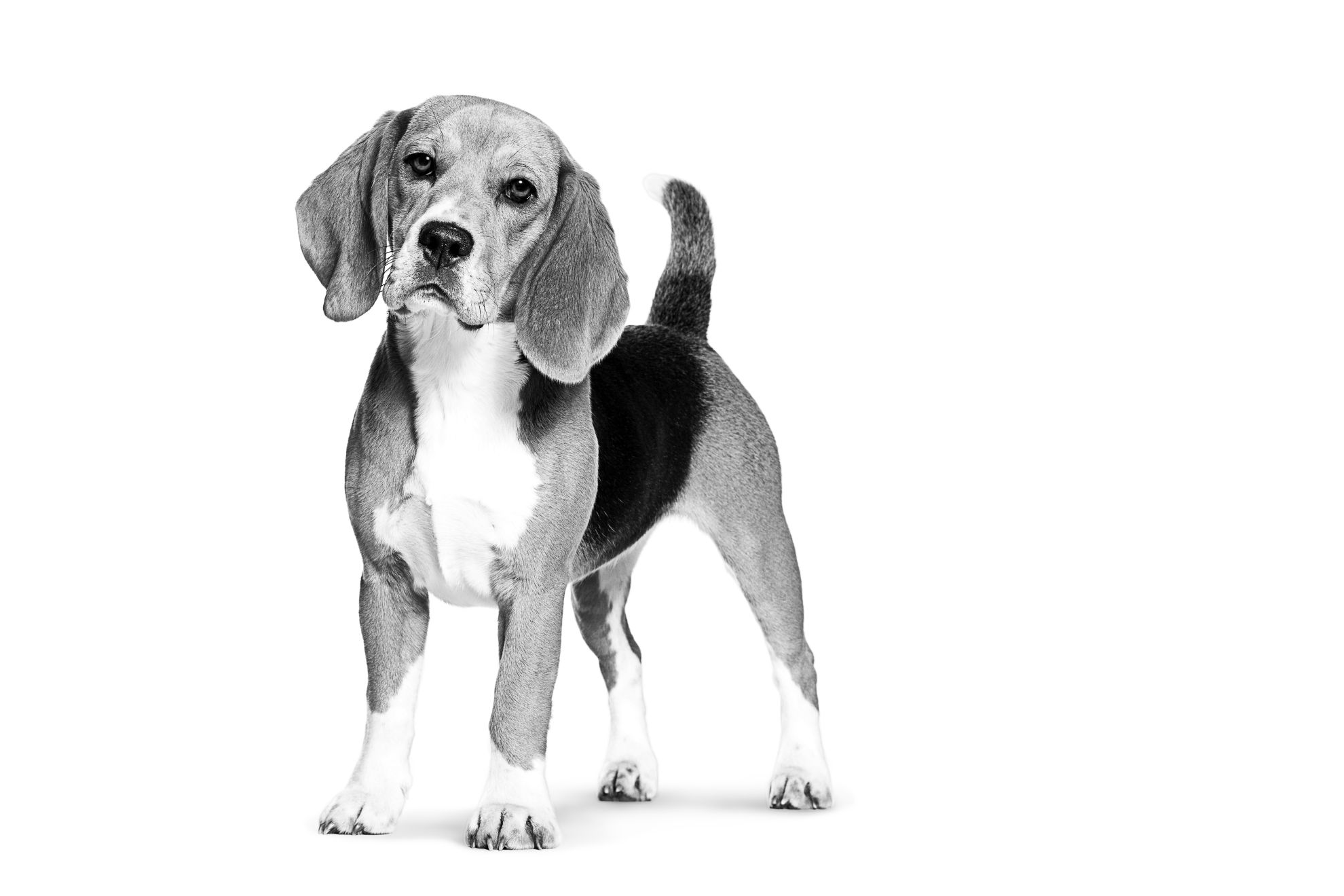 Eine Schwarzweiß-Abbildung eines ausgewachsenen stehenden Beagle