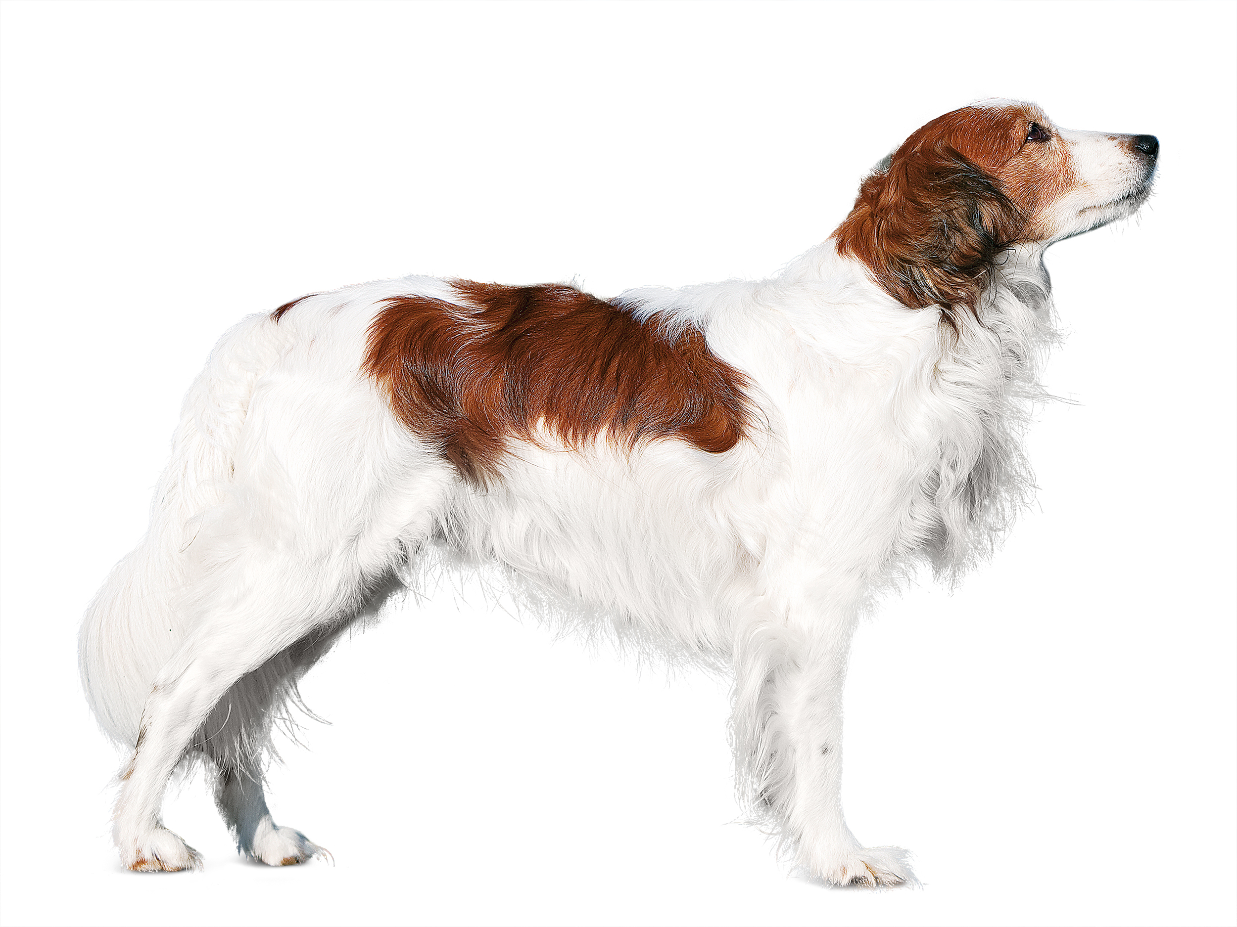 Kooikerhondje adult in black and white