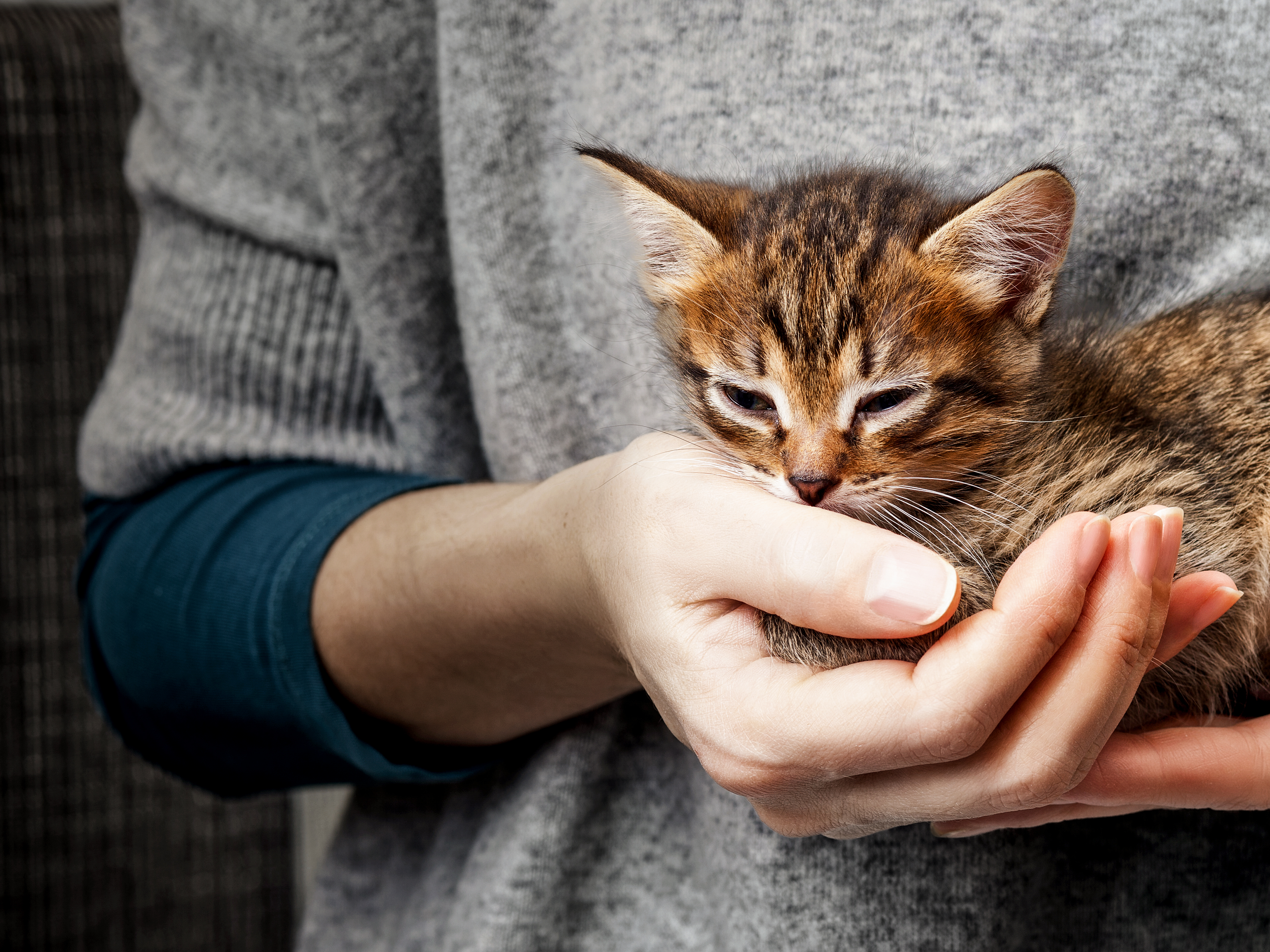 brown tabby kitten being held by owner in a grey top