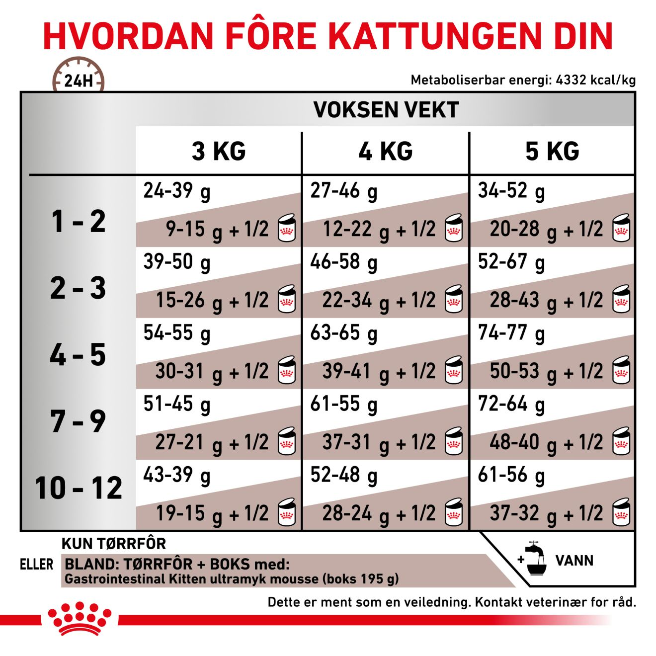 Gastrointestinal Kitten