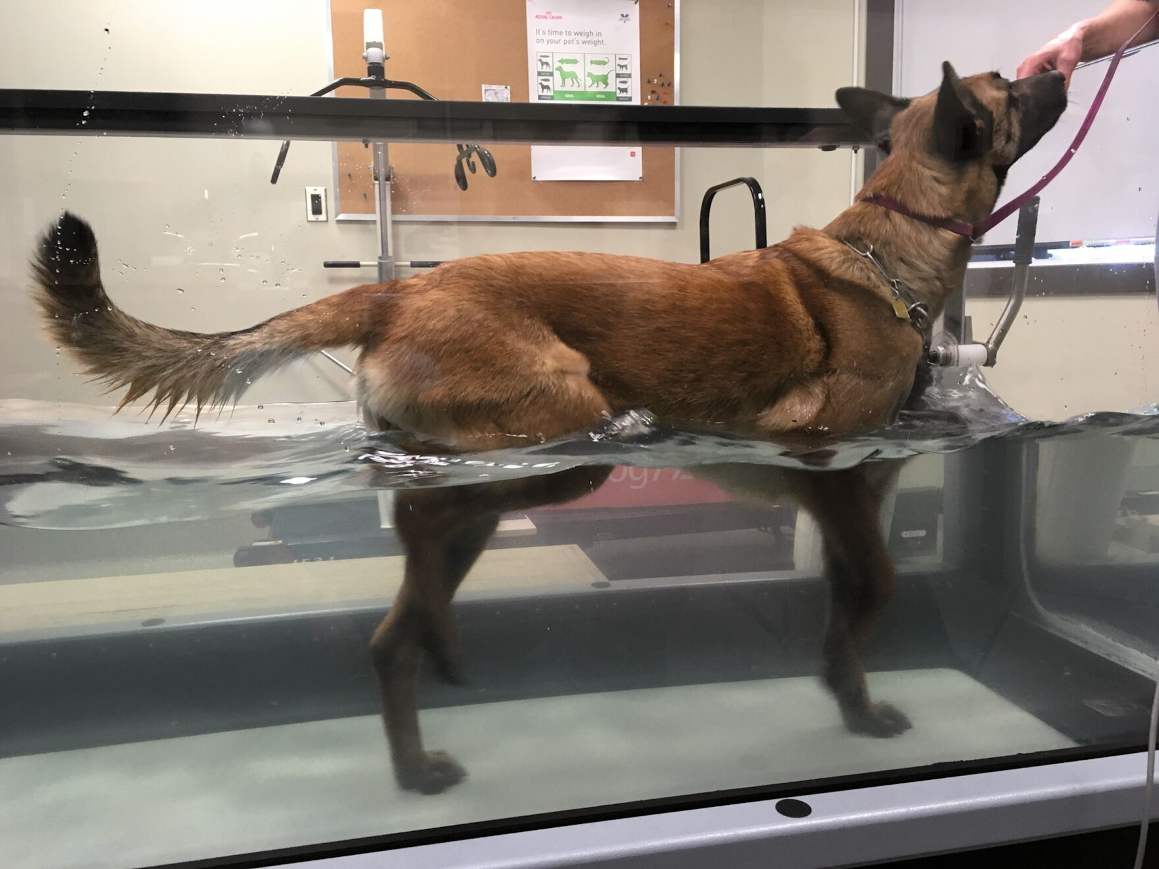 A Belgian Malinois undergoing physical hydrotherapy rehabilitation for an acute stifle injury. 