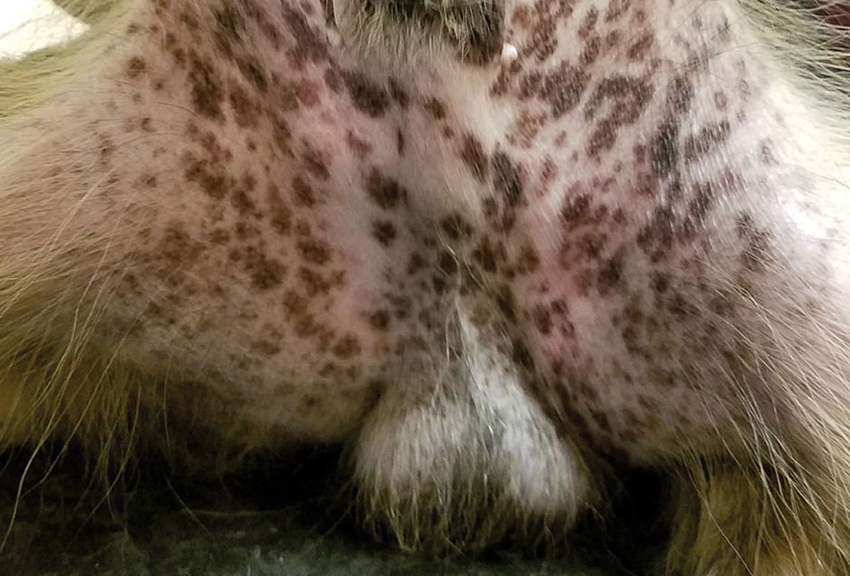 Abbildung 11. Makuläre Melanose in der Leiste bei einem Rüden mit Hodentumor.© Patricia D. White