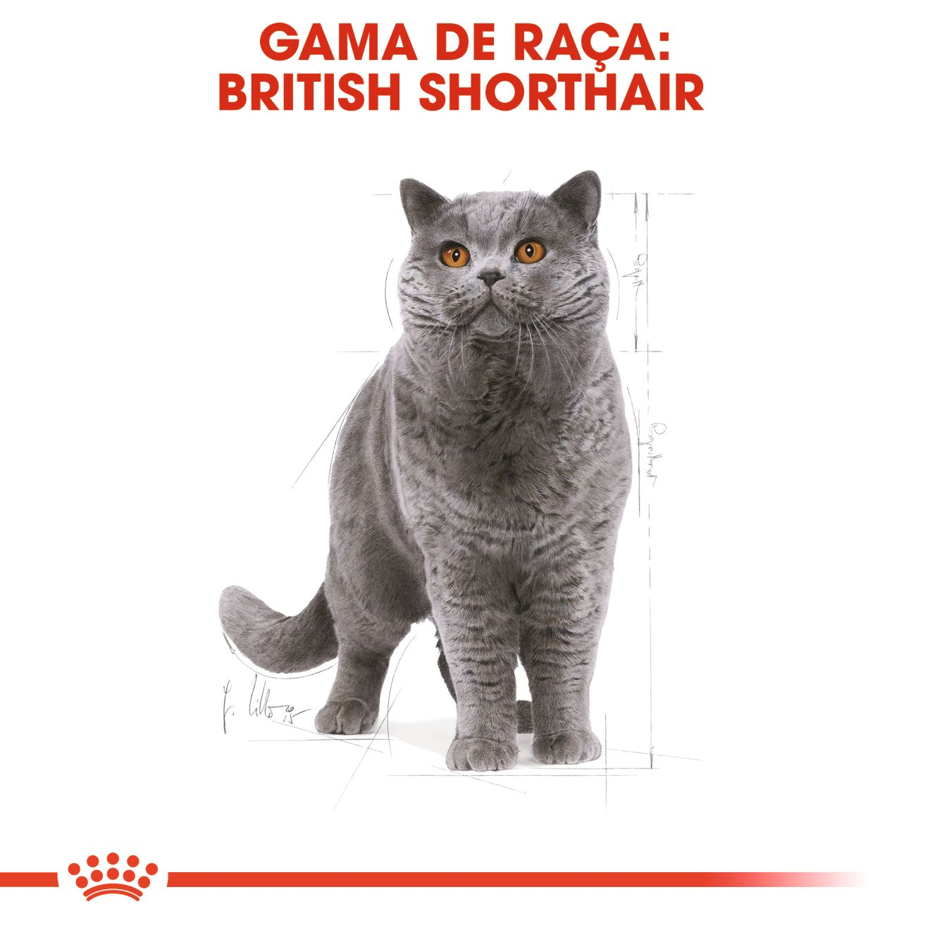 British Shorthair Adult