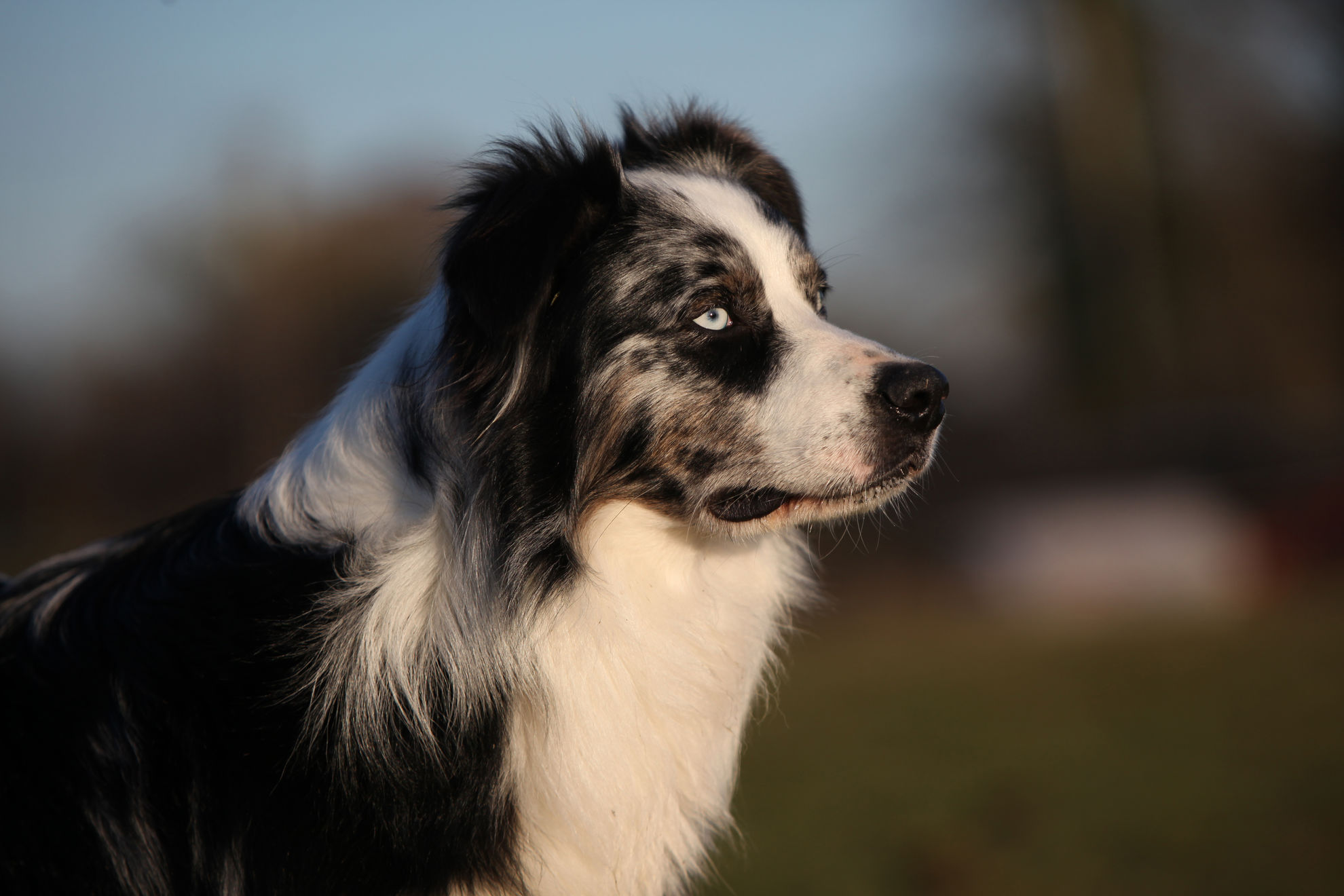 Какие лакомства давать собаке при дрессировке? | Royal Canin