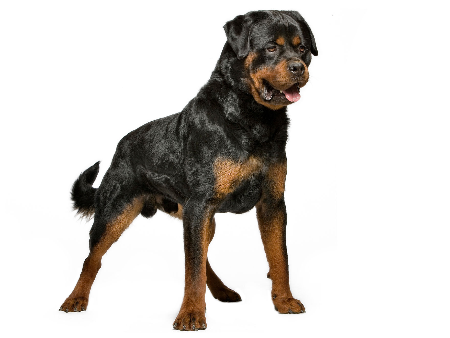 Rottweiler adult in black and white 