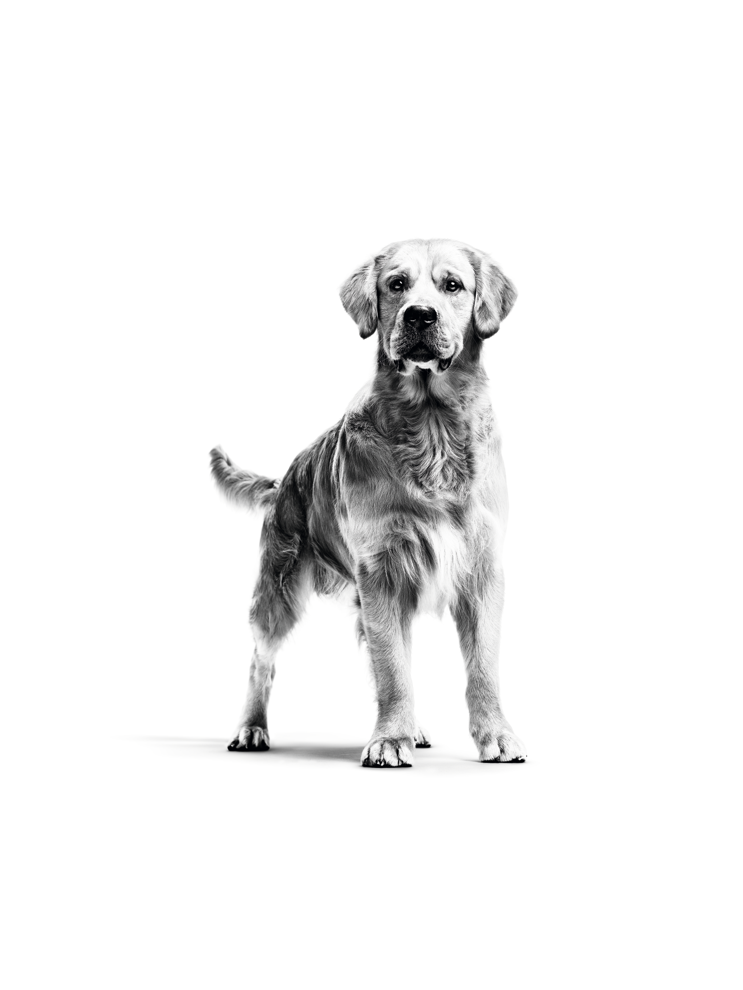 Golden Retriever Hund stehend in schwarz weiß
