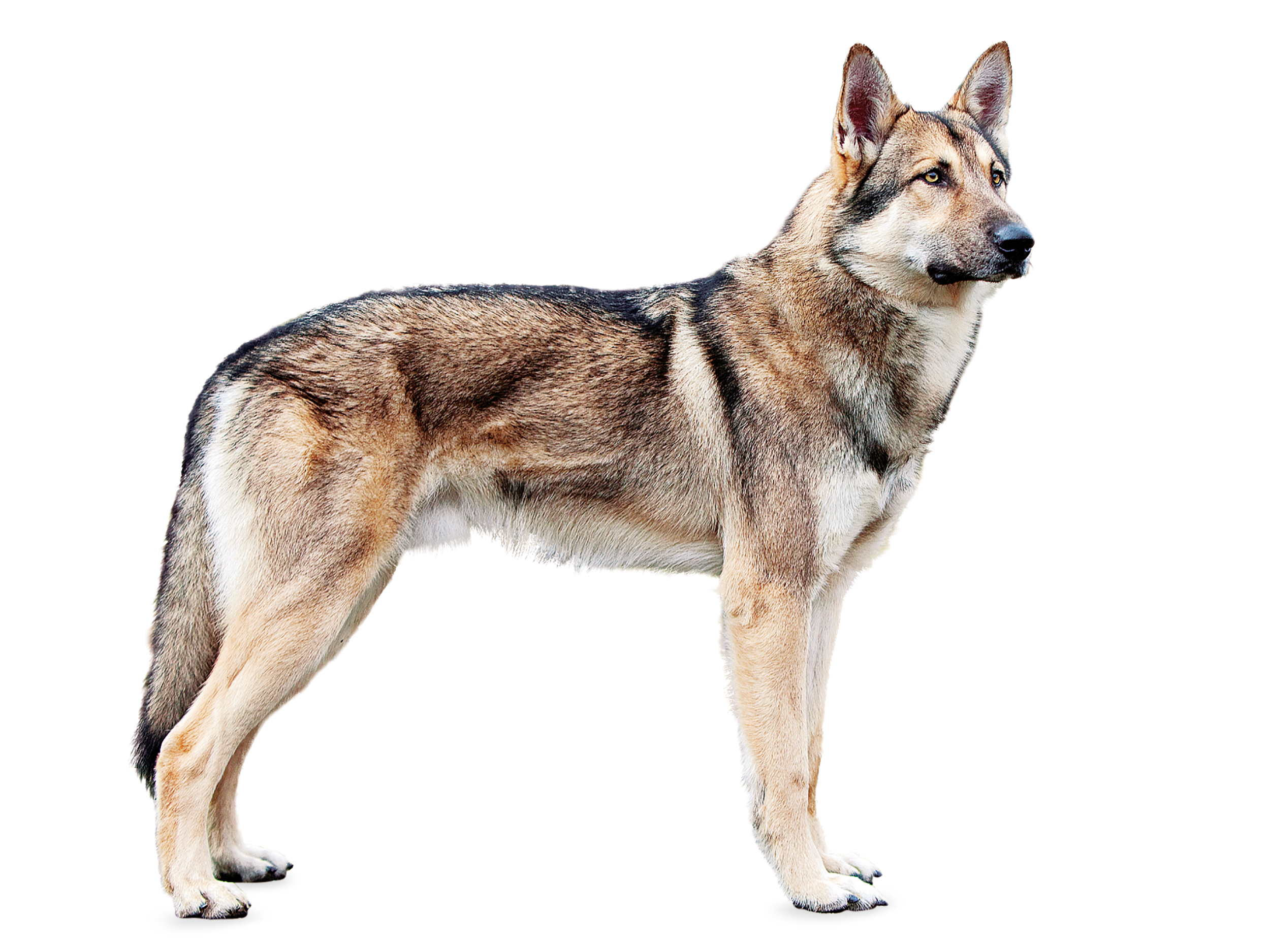 Взрослая саарлооская волчья собака, черно-белое изображение