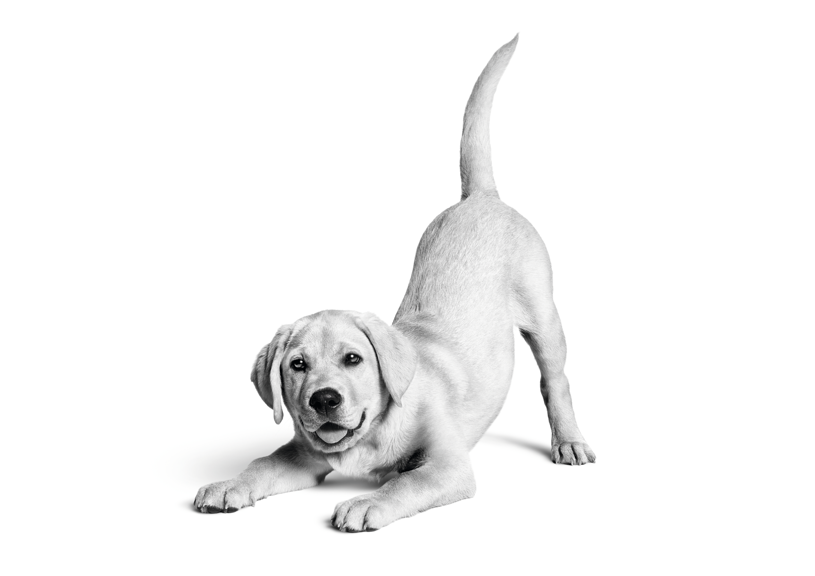 Cachorro Labrador Retriever agachado a brincar, a preto e branco sobre um fundo branco