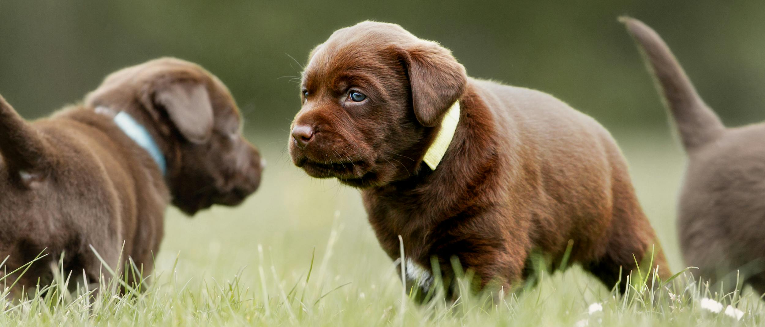 Can You Breed A Runt Dog