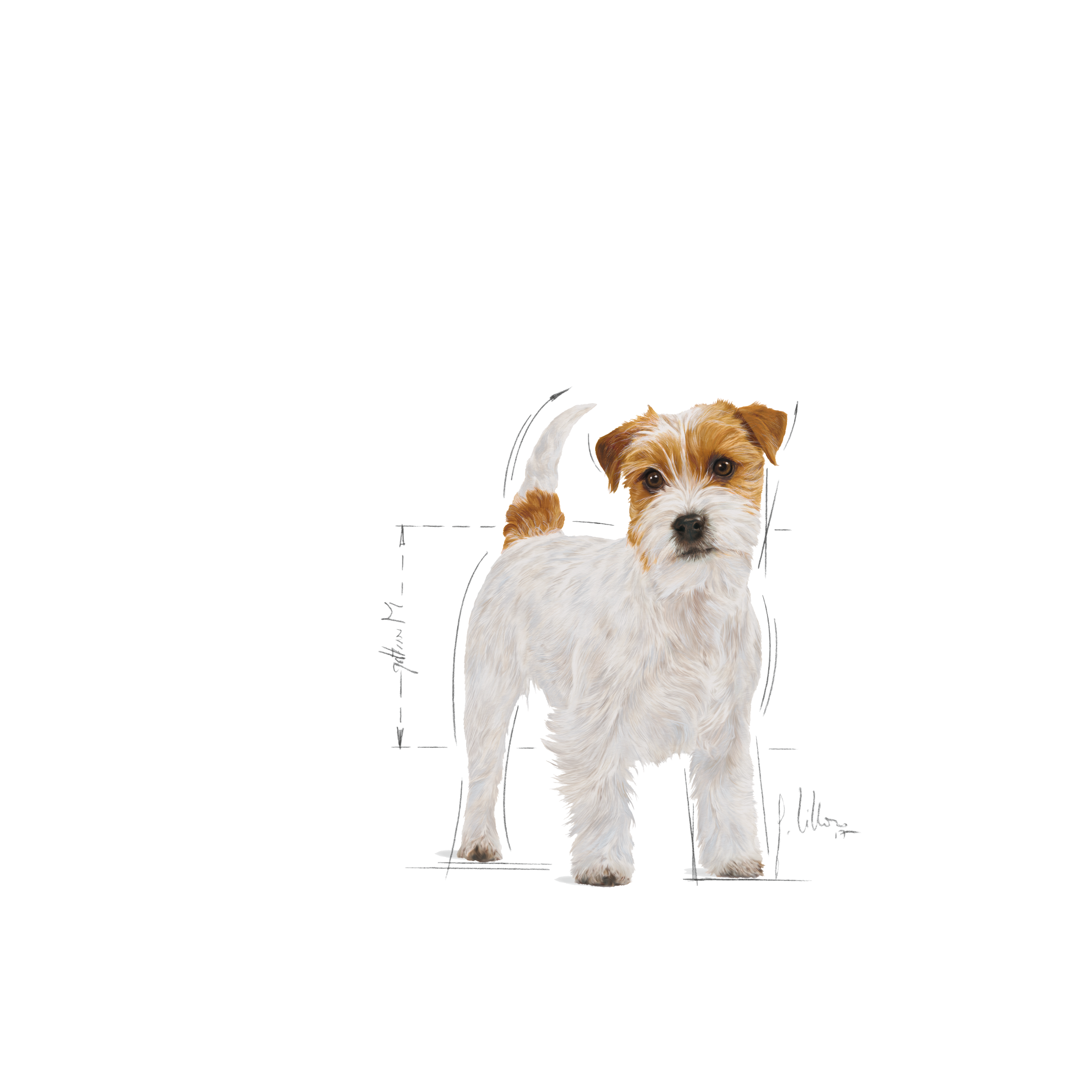 อาหารสุนัขโต พันธุ์แจ็ค รัสเซลล์ เทอร์เรีย ชนิดเม็ด (JACK RUSSELL ADULT)