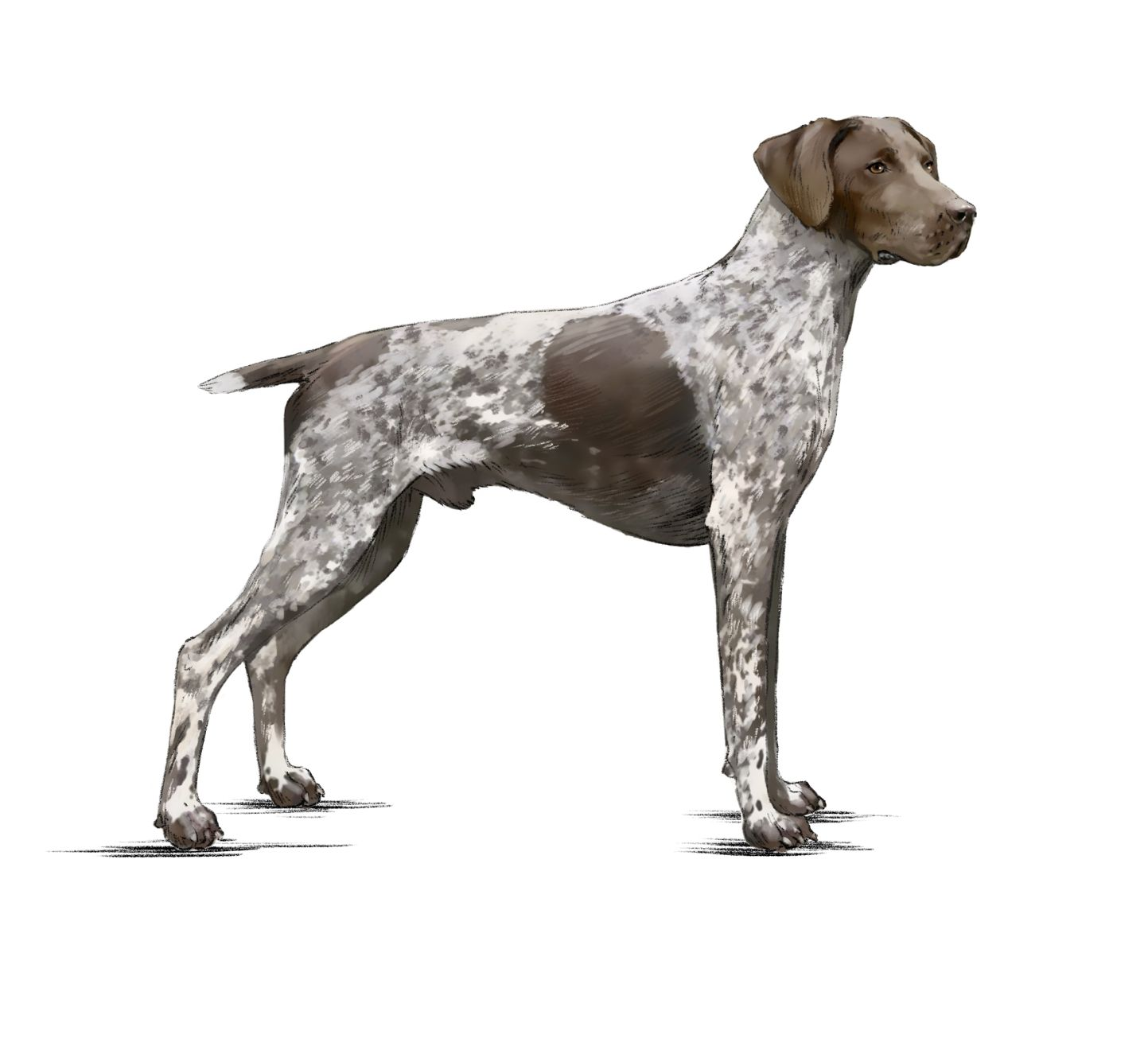 German Short-Haired Pointing Dog