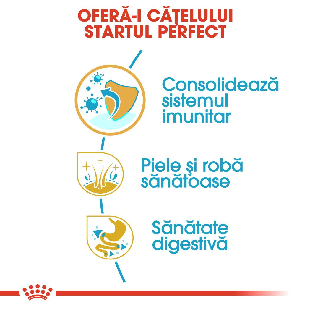 Golden Retriever Puppy