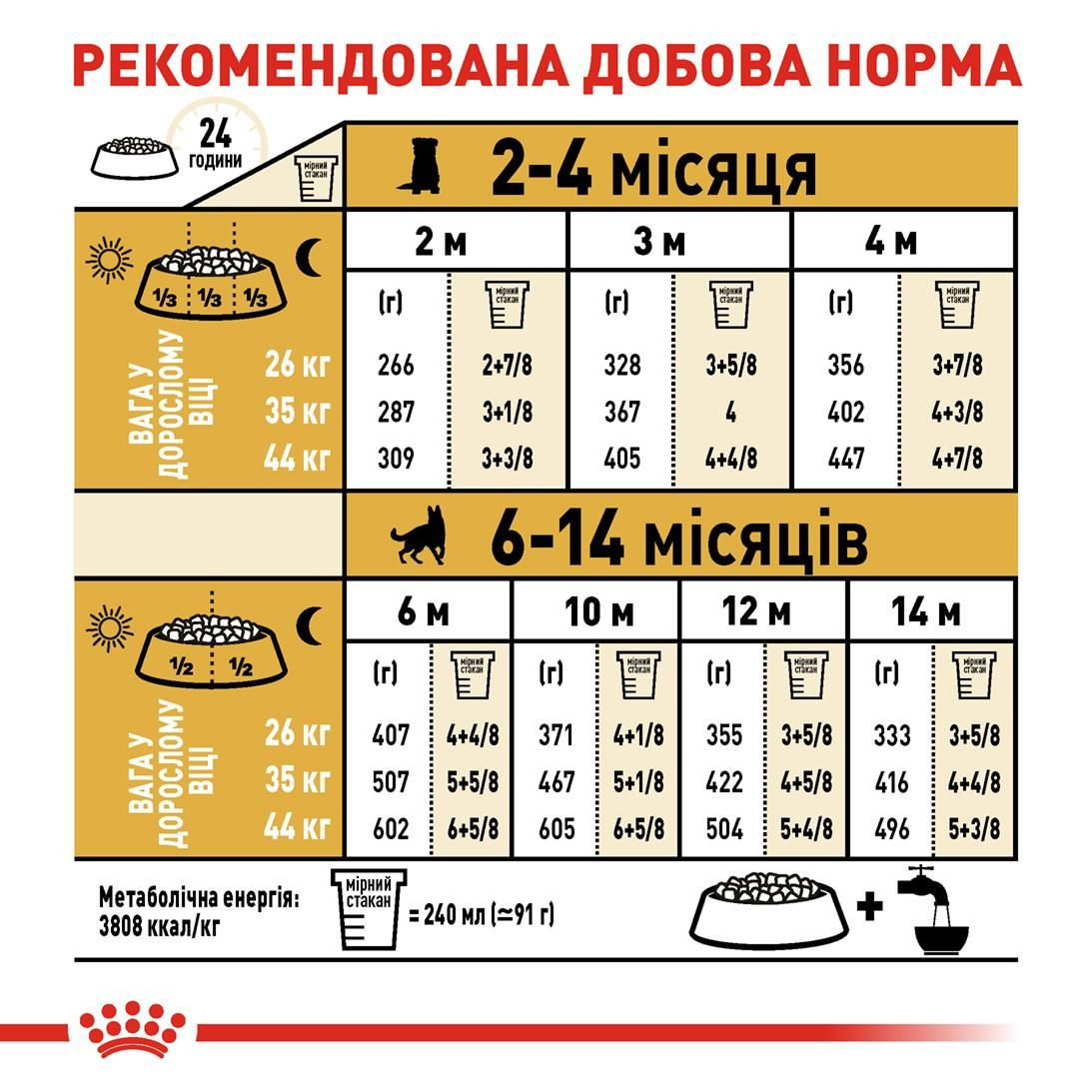 German Shepherd Puppy