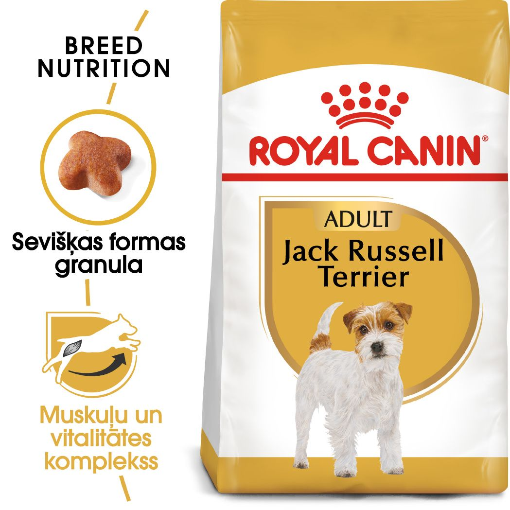 Jack Russell Terrier Adult