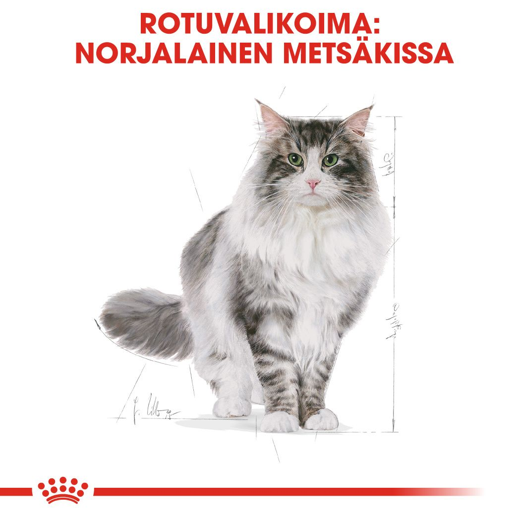 Norwegian Forest Cat Adult