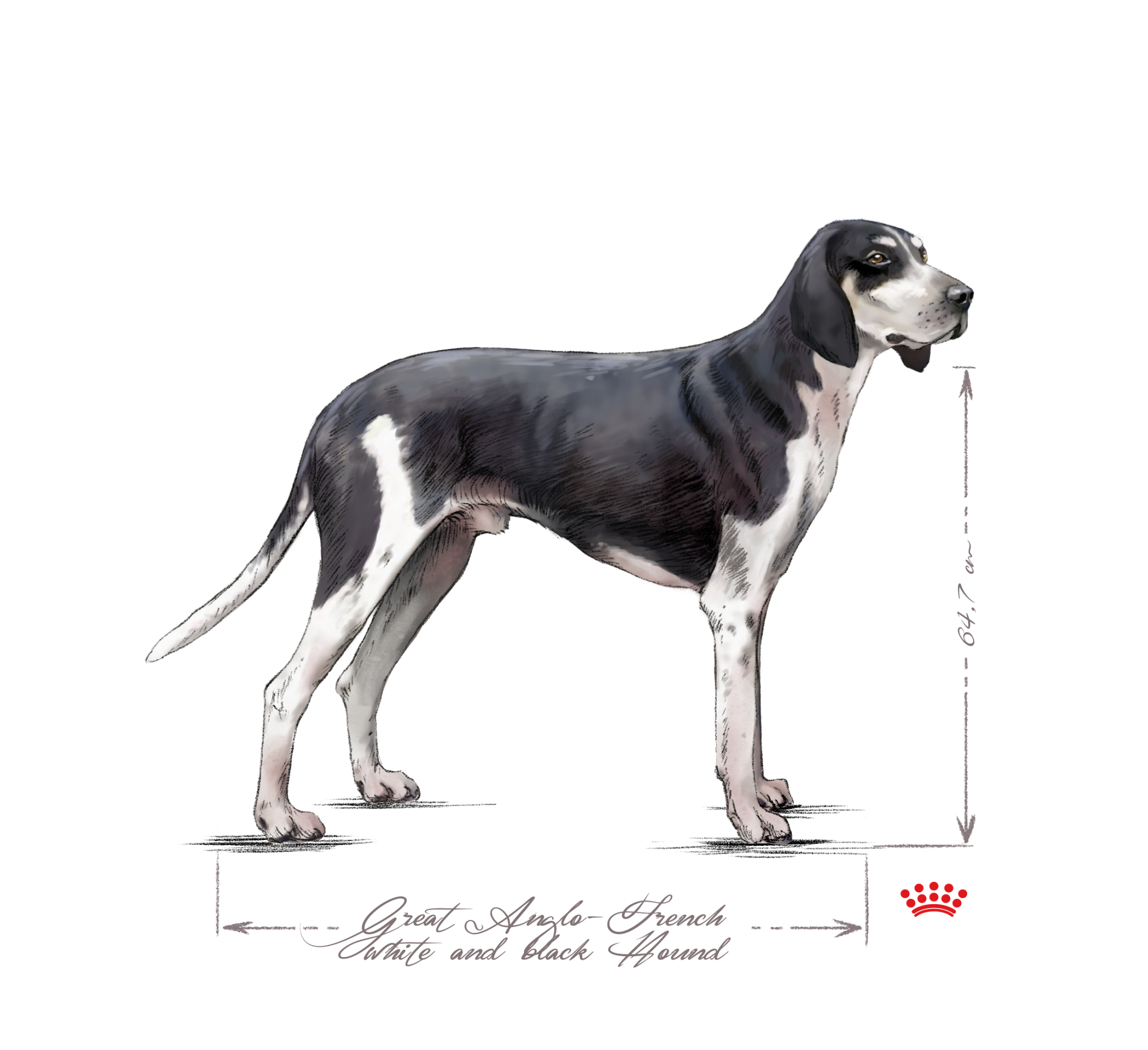 French White and Black Hound adult black and white