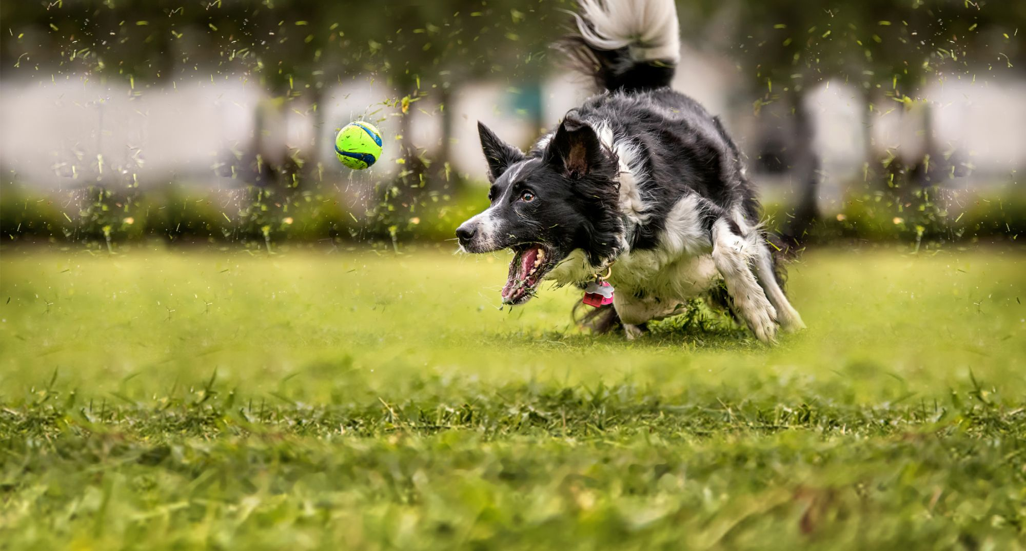 愛犬と一緒に楽しむアウトドアアクティビティや運動 Eukanuba