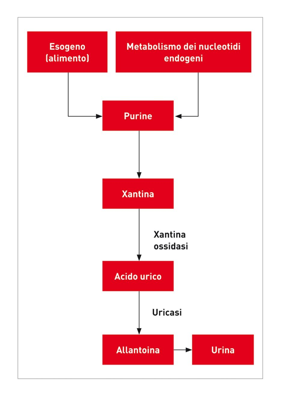 Figura 1. Le purine sono metabolizzate nell’organismo a formare xantina e poi acido urico, prima di essere convertite dall’enzima uricasi a formare l’allantoina, che viene infine escreta nell’urina. I Dalmata sono omozigoti per una mutazione genetica che si traduce in un difetto del trasportatore dell’acido urico epatico e renale, con conseguente riduzione del tasso di conversione dell’acido urico in allantoina; a ciò si aggiunge un minore riassorbimento dell’acido urico da parte dei tubuli renali prossimali, che produce livelli elevati di acido urico nella vescica e aumenta il rischio di formazione dei calcoli di urato