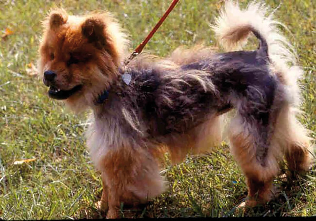 Figure 9. Arrêt du cycle pilaire chez un Chow-Chow.© Patricia D. White