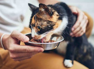 Se ha sugerido que los sentidos del olfato y del gusto disminuyen con la edad, lo que puede influir en la menor ingesta de alimentos