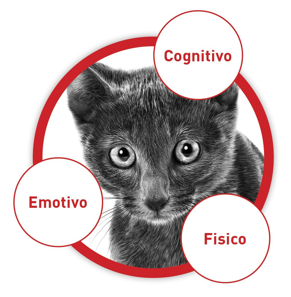 La triade della salute per il gatto domestico: benessere fisico, cognitivo ed emotivo