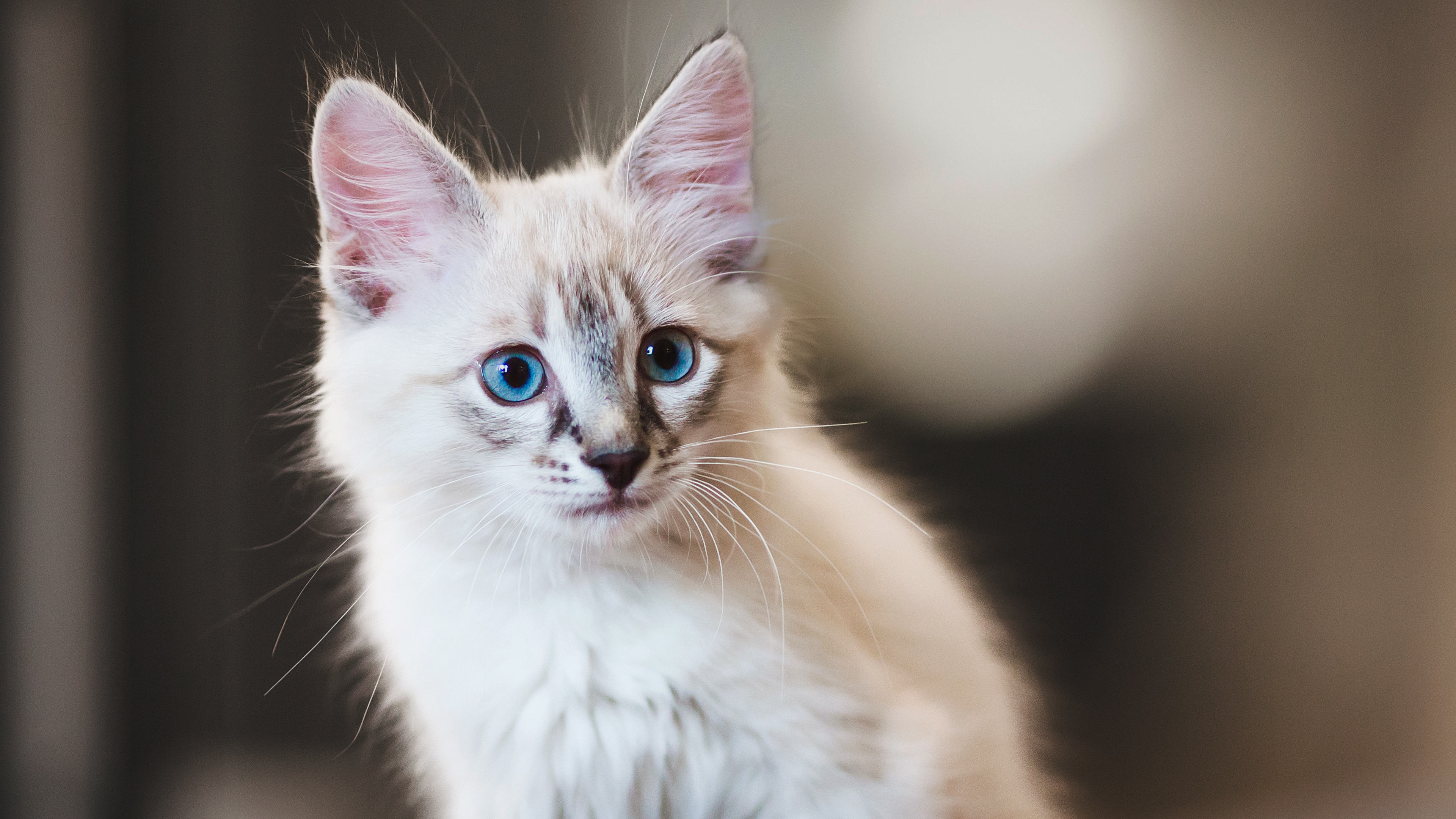 Neva Masquerade kitten sitting indoors