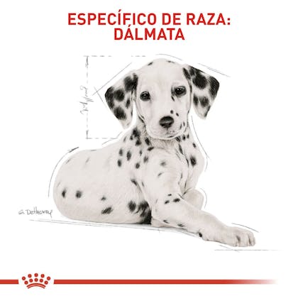 BHN Dalmatian Puppy Colombia 5