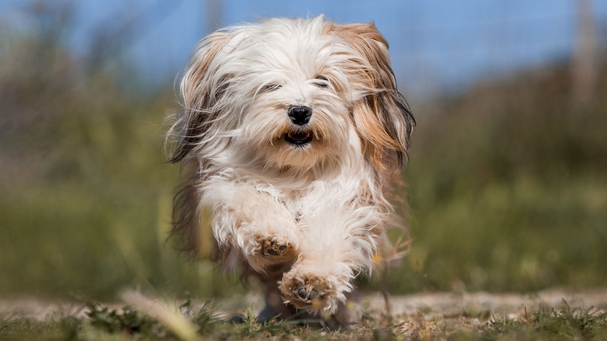 Bichon Havanais adult running outdoors.