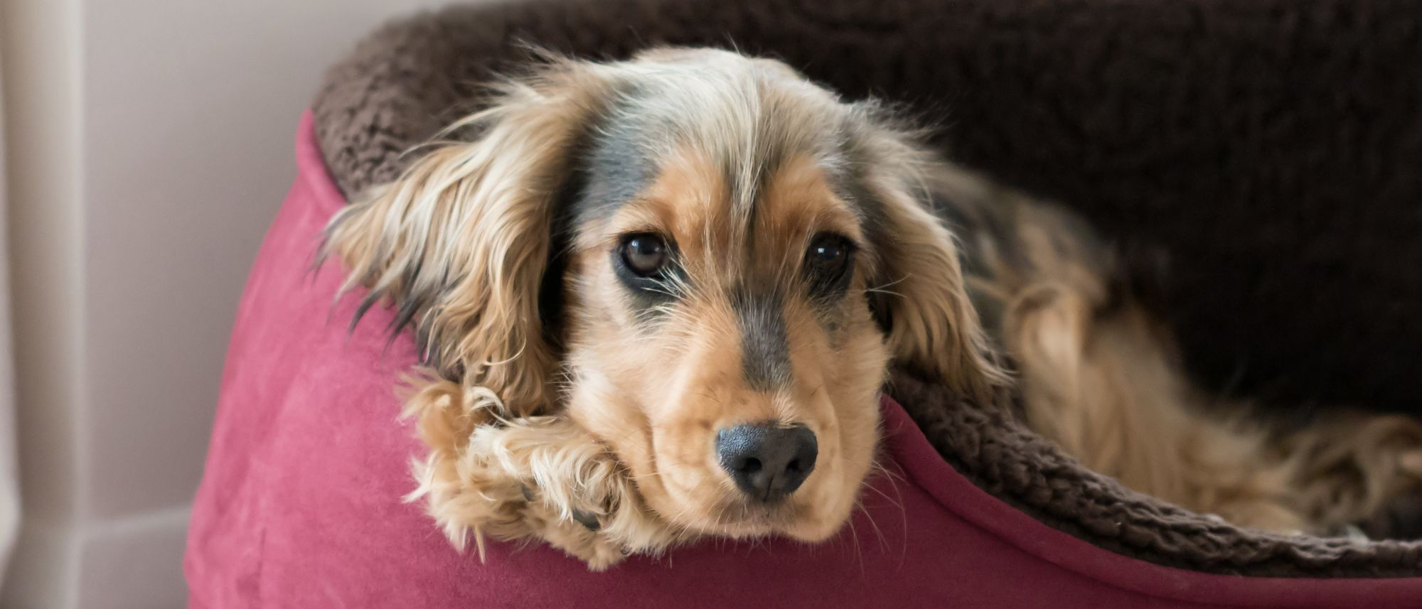 Spaniel lying down in a dog bed