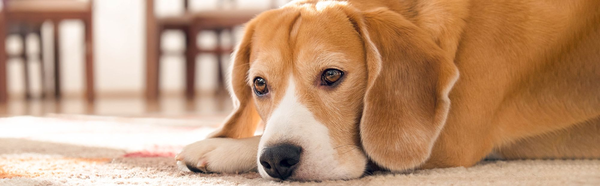 Dog lying down on the floor