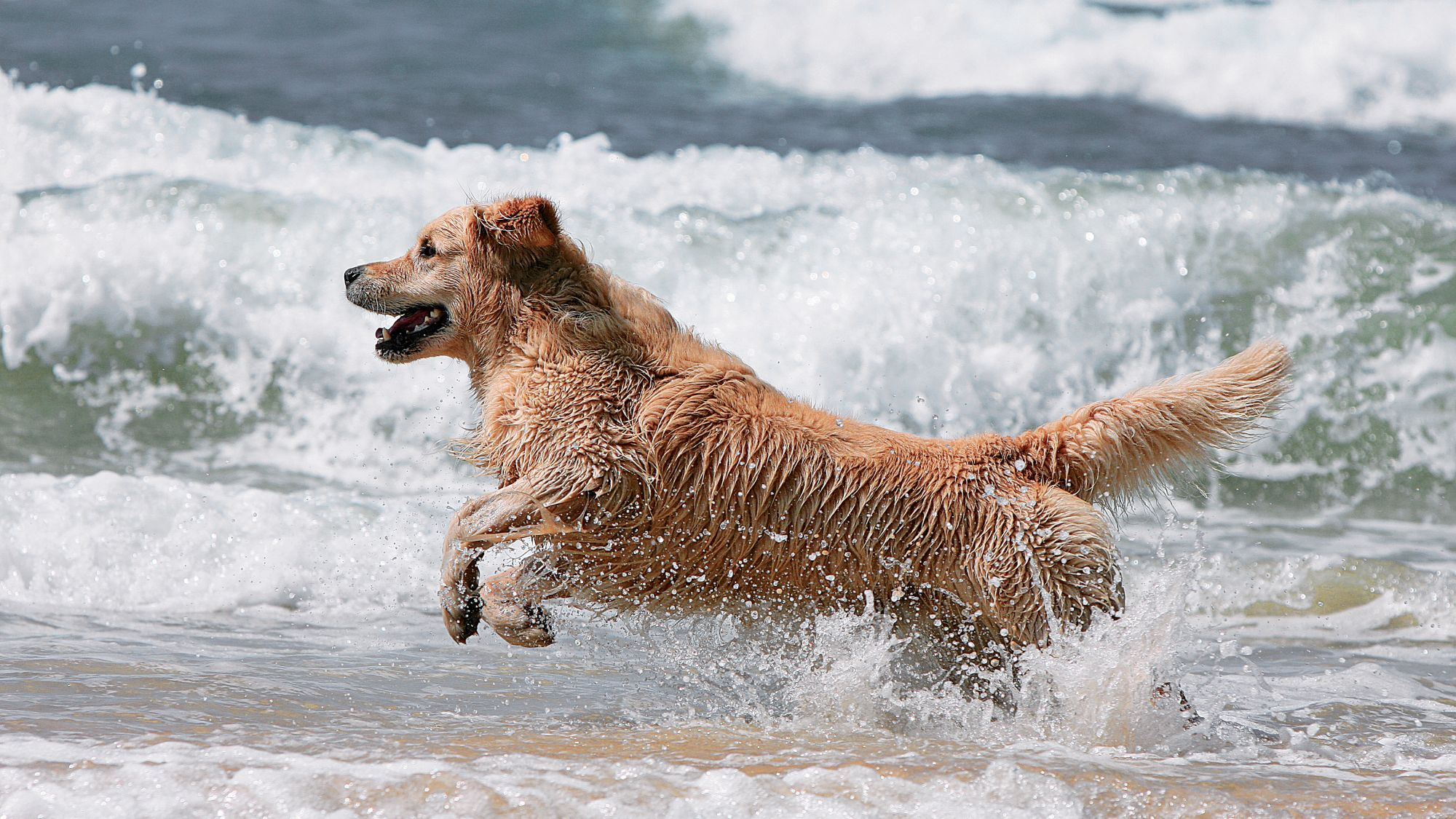 Kumsalda dalgaların arasında koşan Golden Retriever