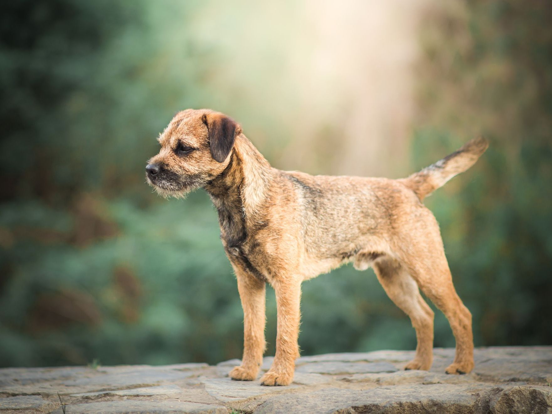 border-terrier-male-standard