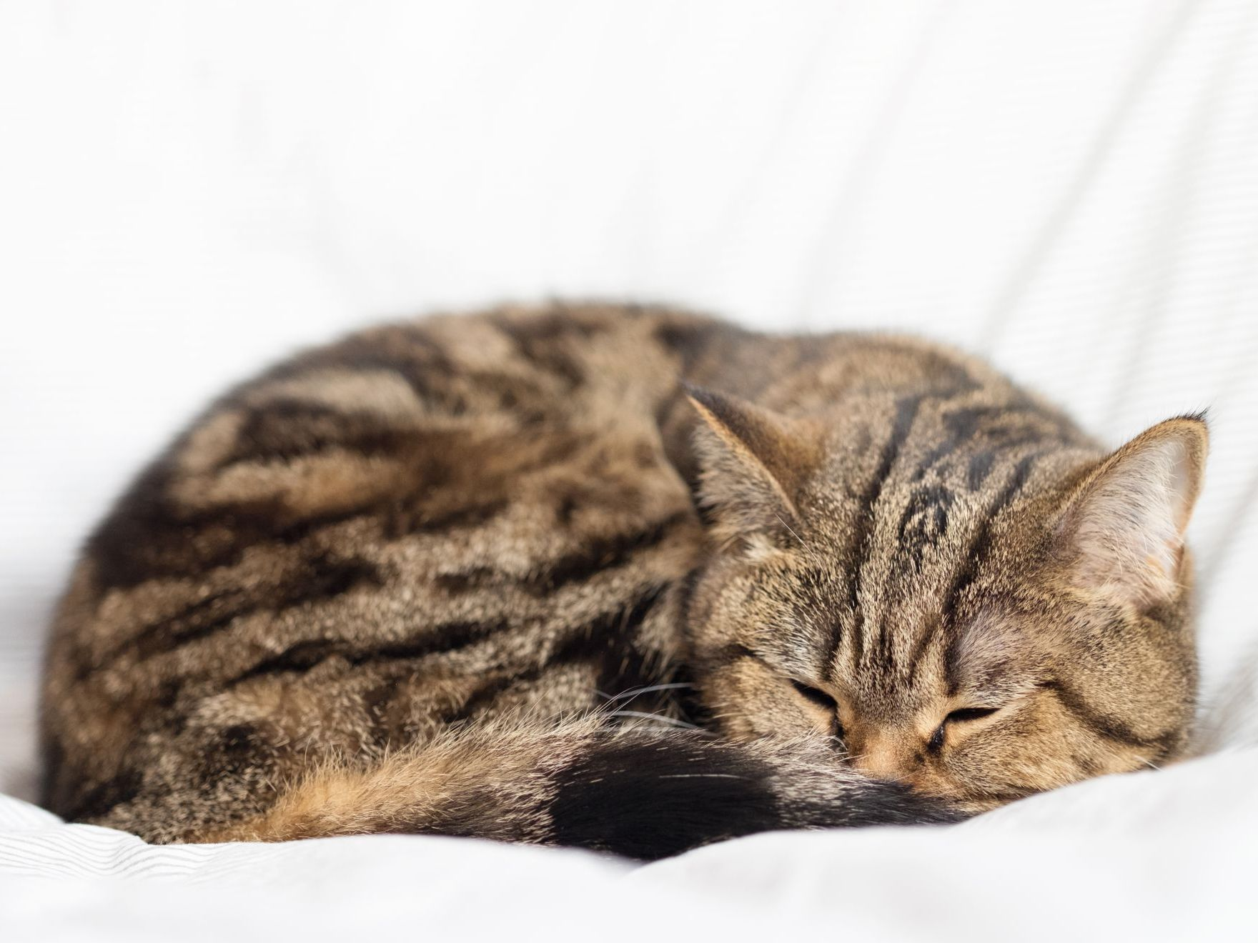 Comprendre le sommeil du chat