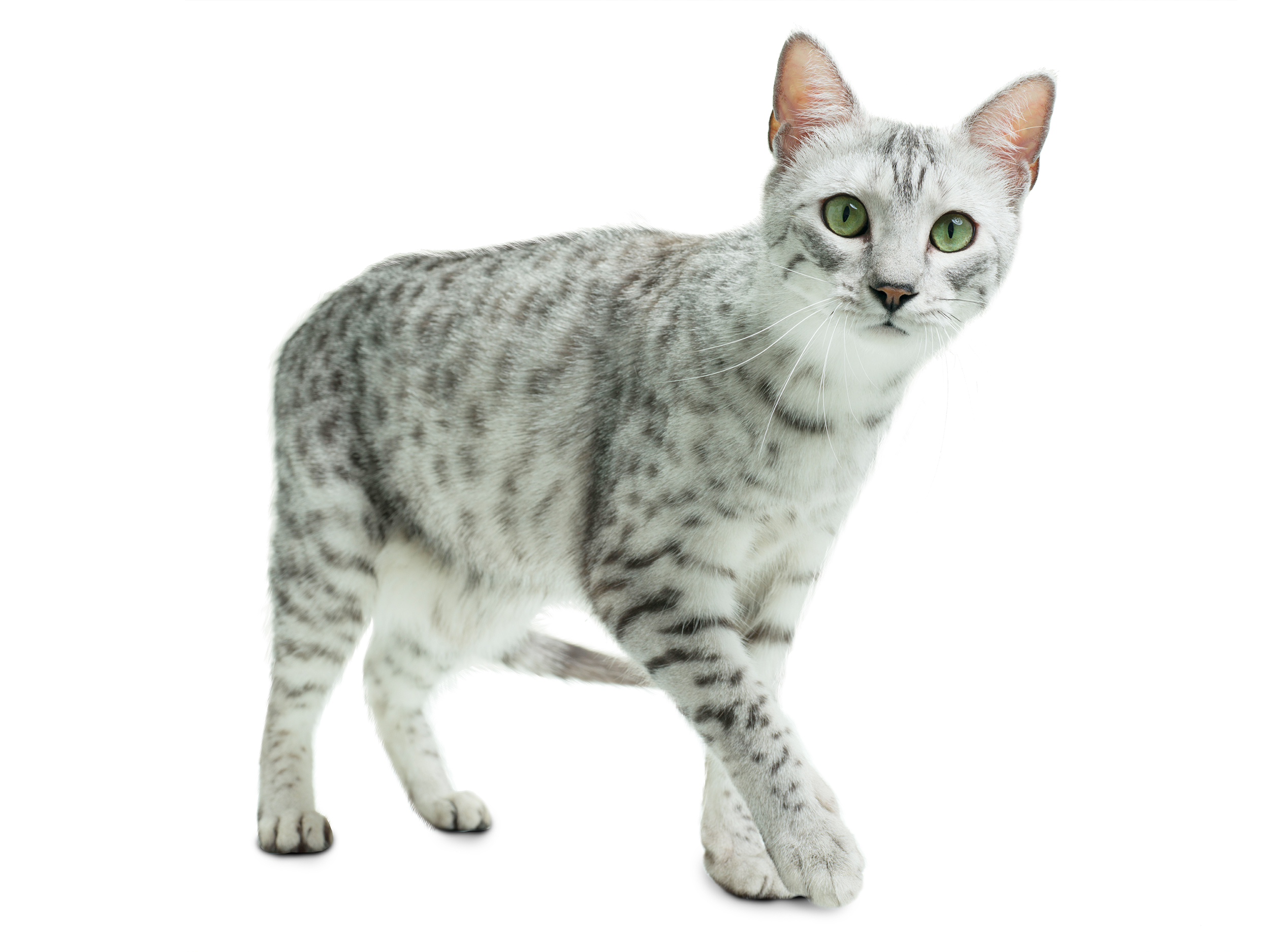 Egyptian mau black and white