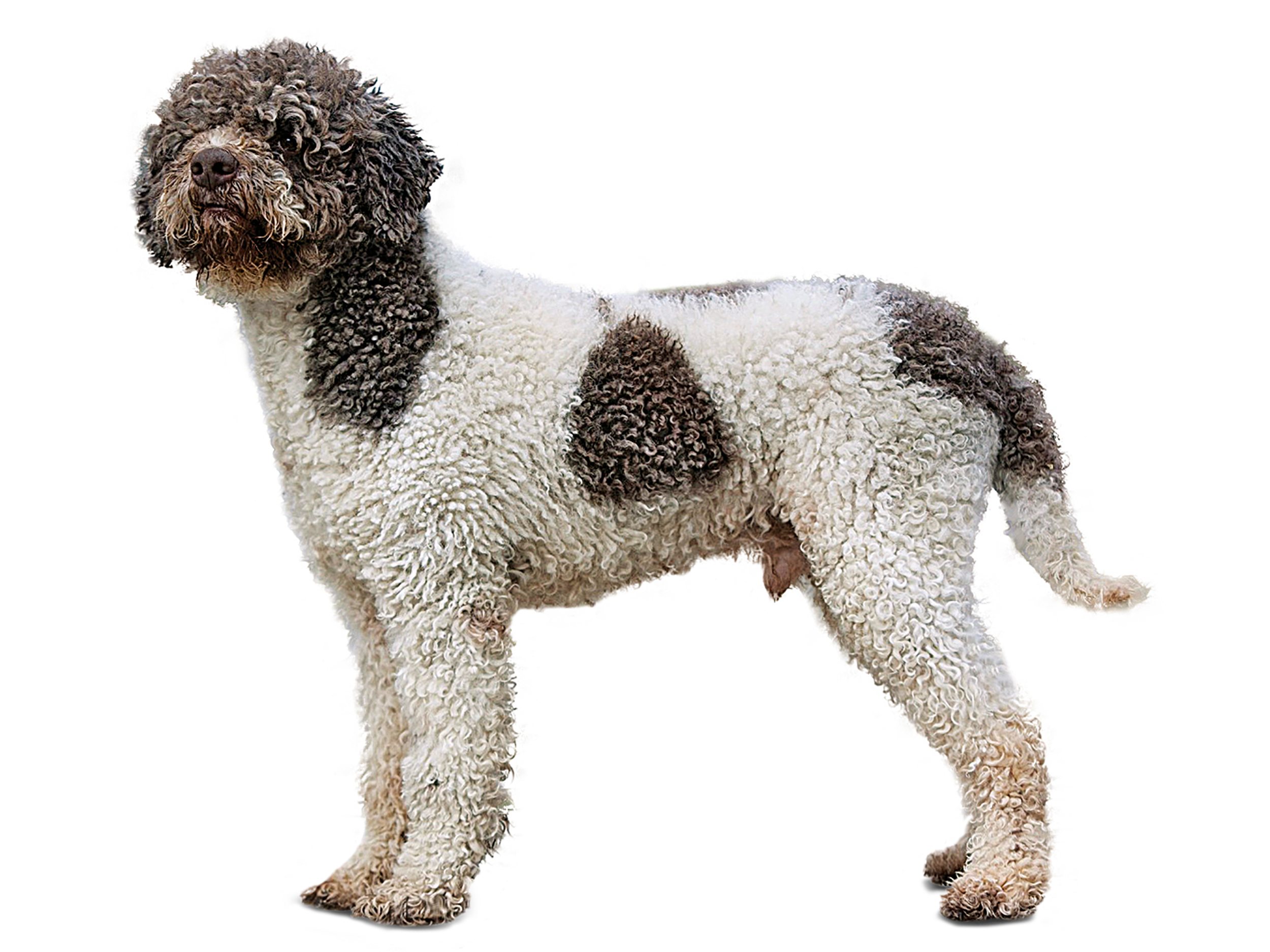 Lagotto Romagnolo adulto in bianco e nero