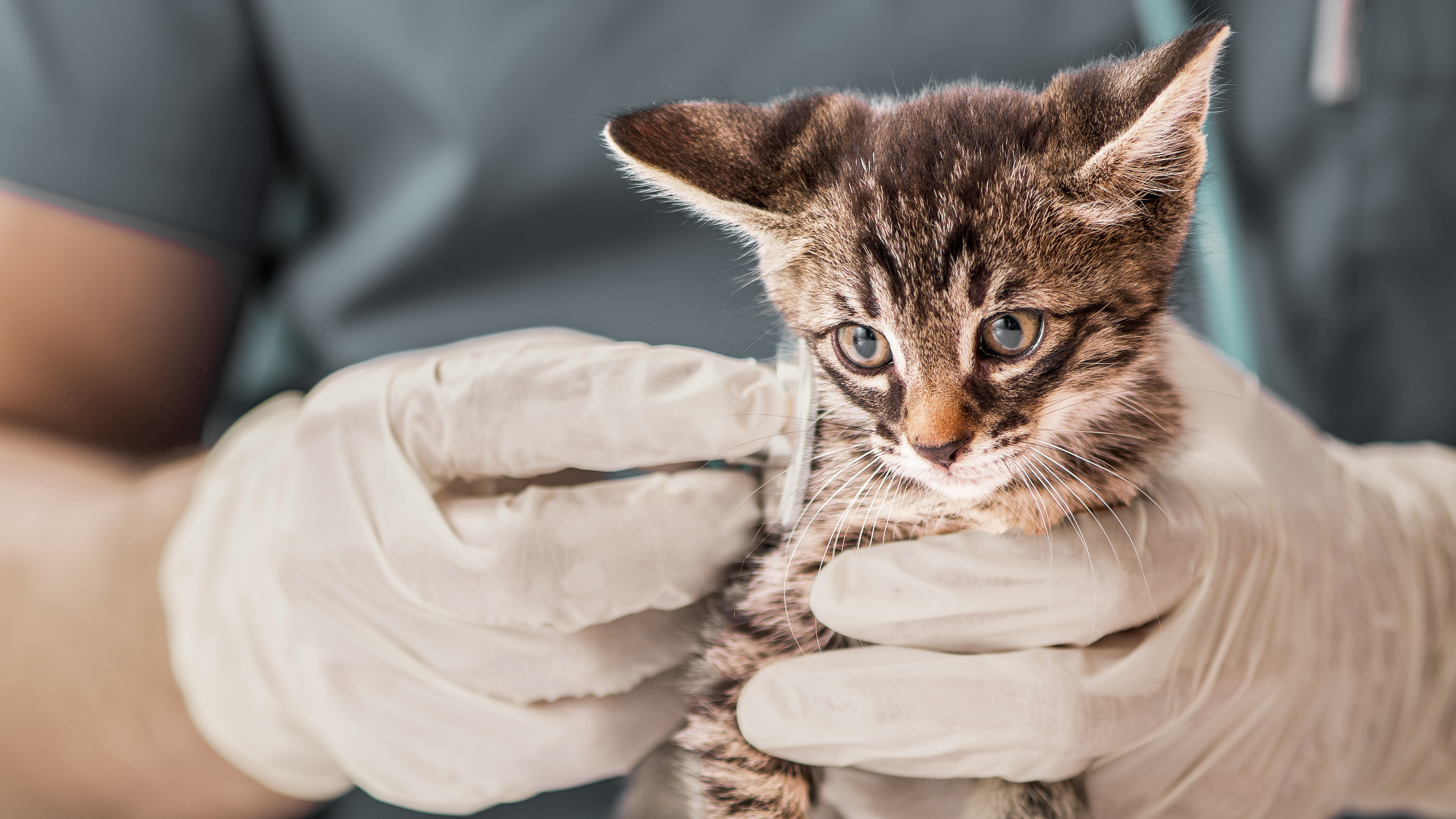 Grey tabby kitten standing on a table being examined by a vet