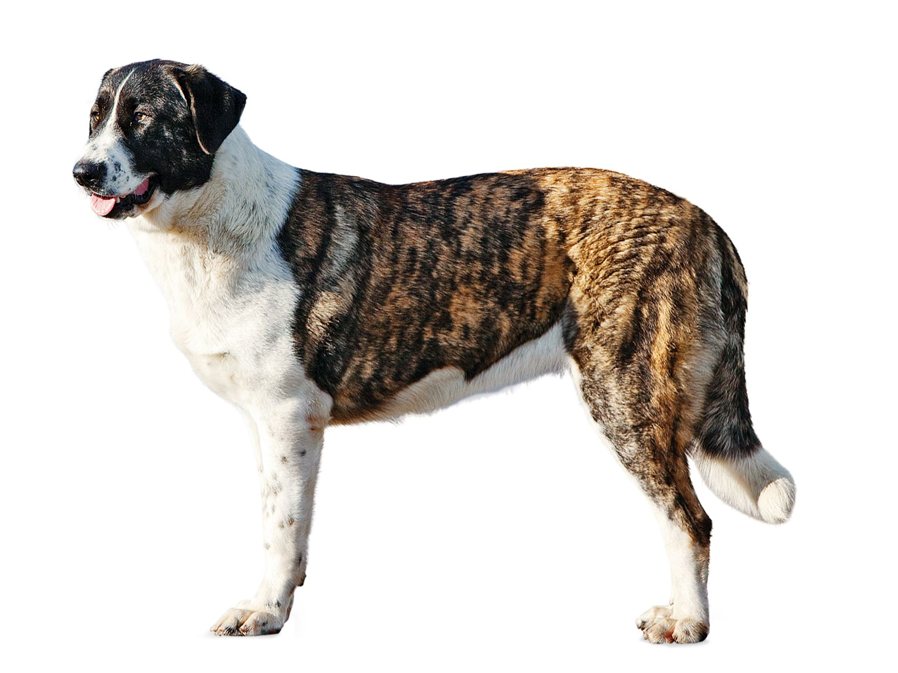 Dog Breed Finder - Royal Canin US