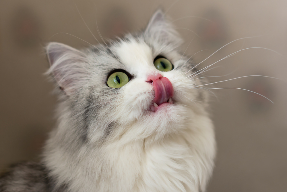 Ein Foto einer grau-weißen Katze, die nach oben schaut und sich mit der Zunge die Nase leckt.