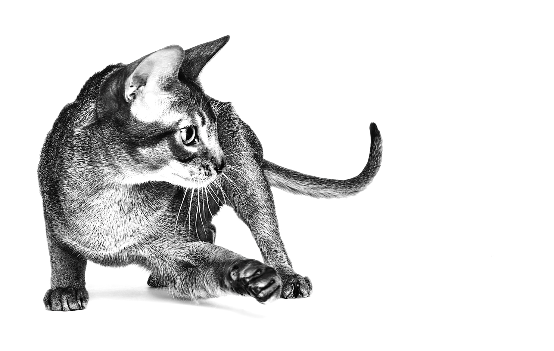 Black and white Abyssinian sitting down