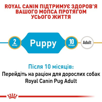 RC-BHN-PuppyPug_2-UA.jpg
