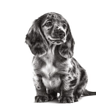 Dachshund puppy in black and white