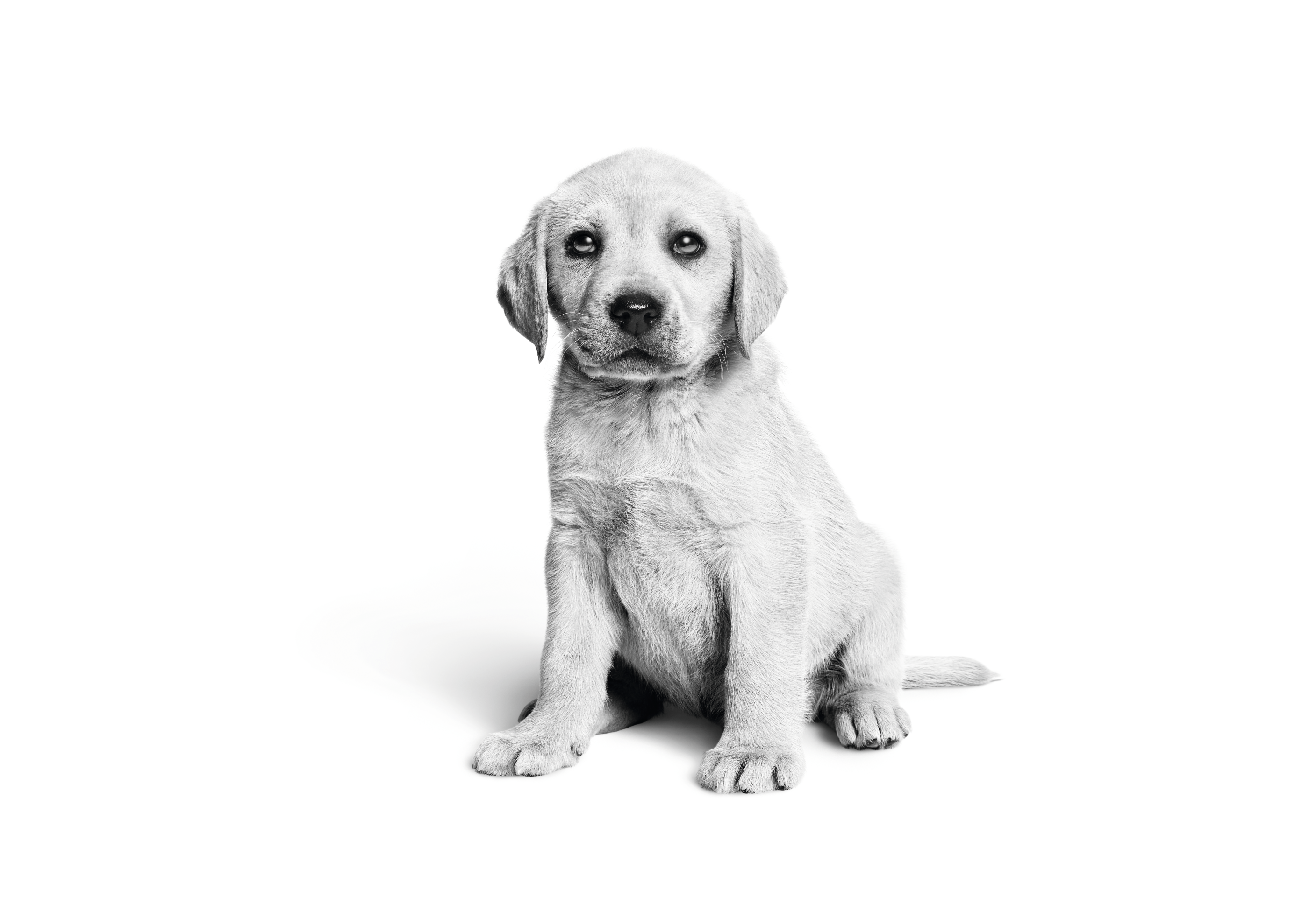  Labrador Retriever puppy sitting in black and white on a white background