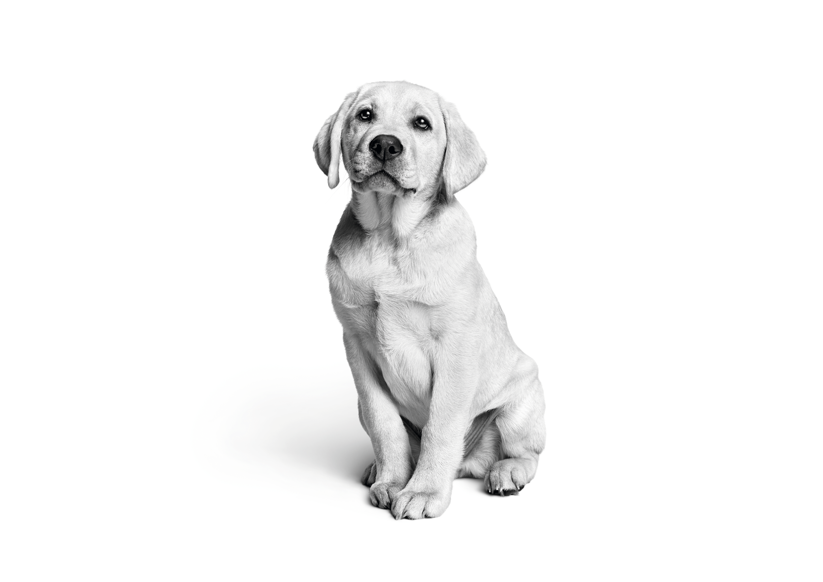 Older Labrador Retriever puppy sitting in black and white on a white background