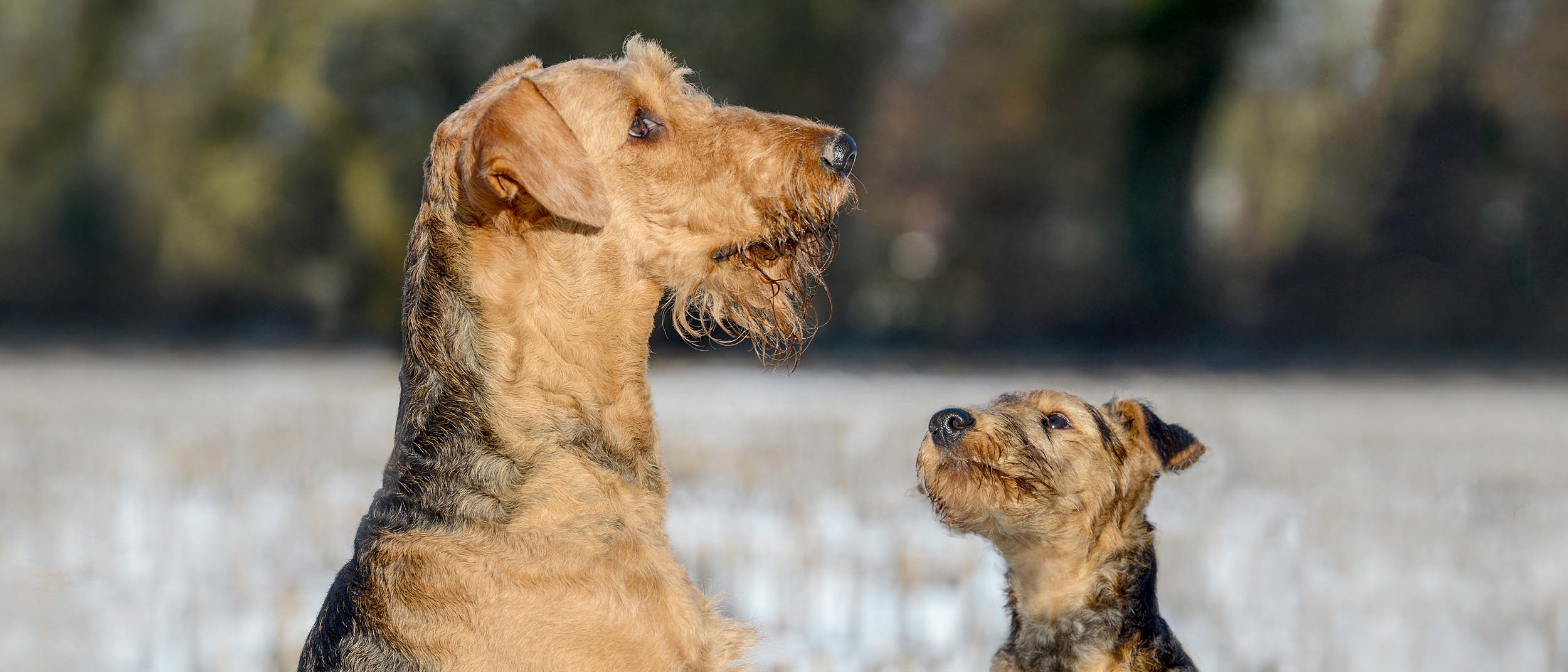 Puppy and adult Airedale Terrier sitting down in a snowy field.