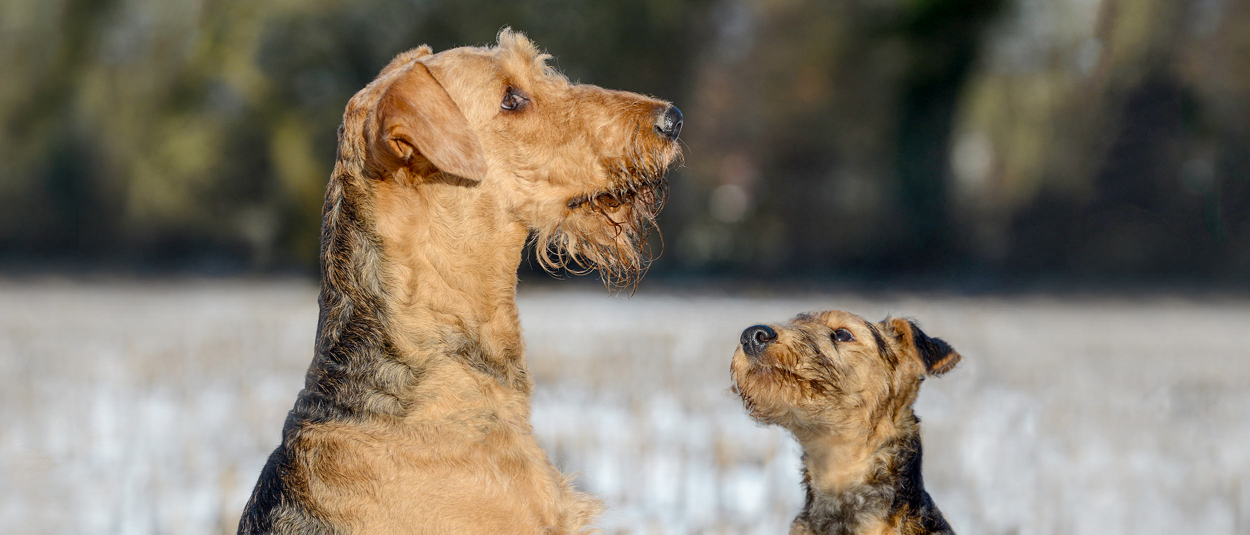 Airedale Terriers cachorro y adulto sentados en un campo con nieve.