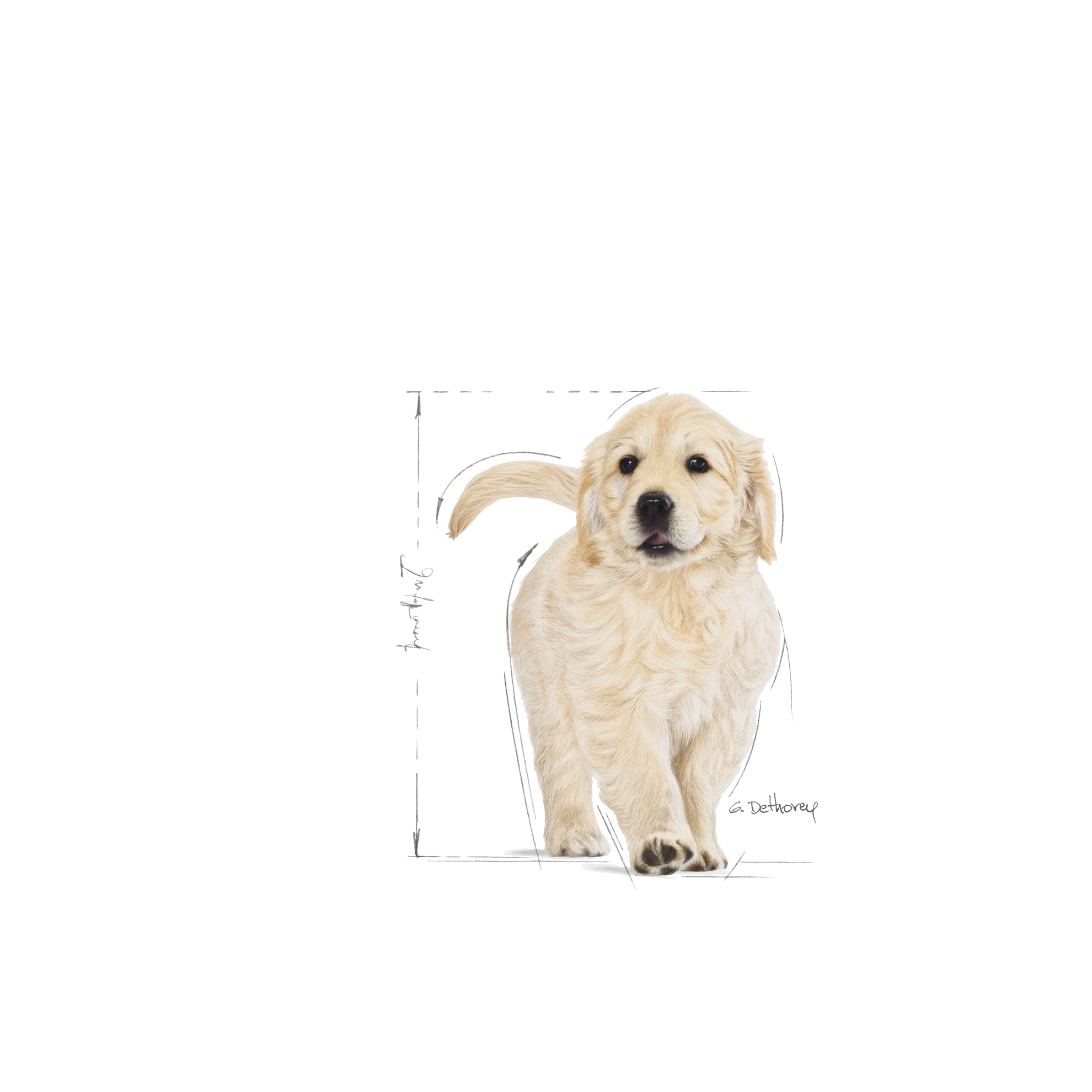 Royal canin golden clearance retriever puppy feeding guide